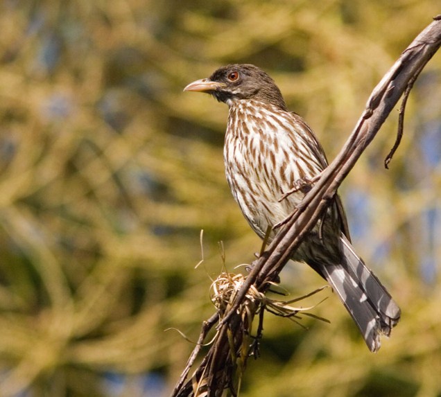 National Bird of Dominican Republic