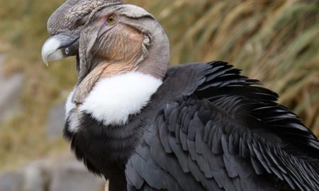 National Bird of Ecuador