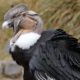 National Bird of Ecuador