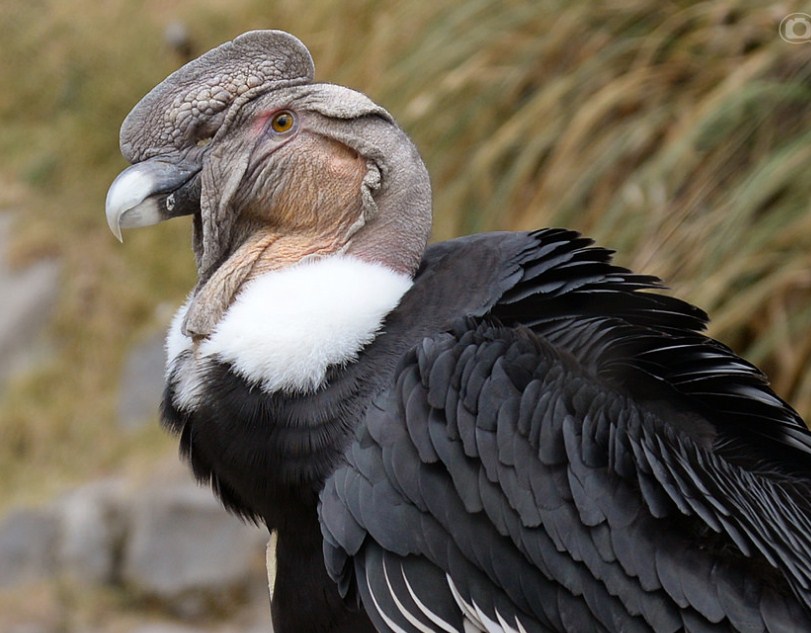 National Bird of Ecuador