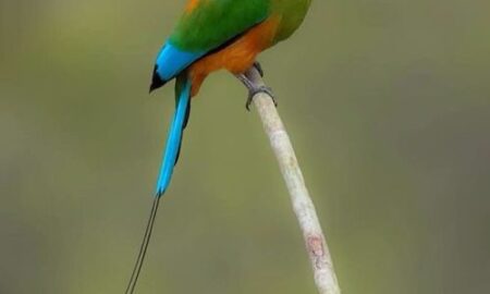 National Bird of El Salvador