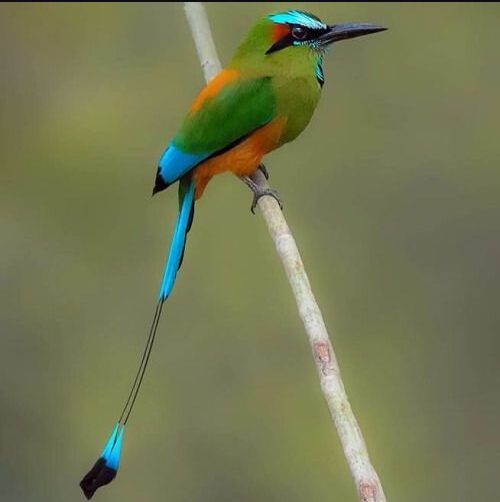 National Bird of El Salvador