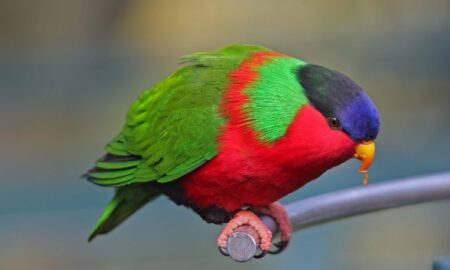 National Bird of Fiji