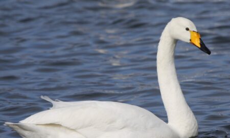 National Bird of Finland