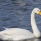 National Bird of Finland