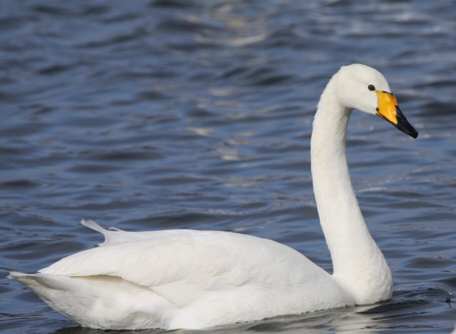 National Bird of Finland