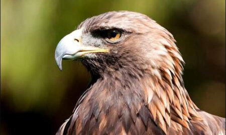 National Bird of Germany