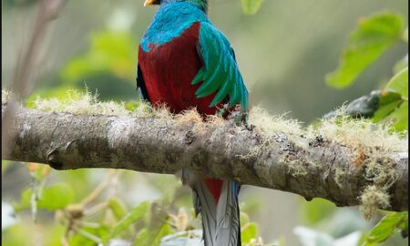 National Bird of Guatemala