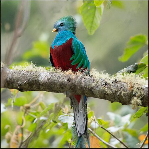 National Bird of Guatemala