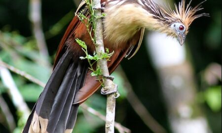 National Bird of Guyana