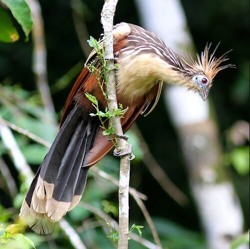 National Bird of Guyana