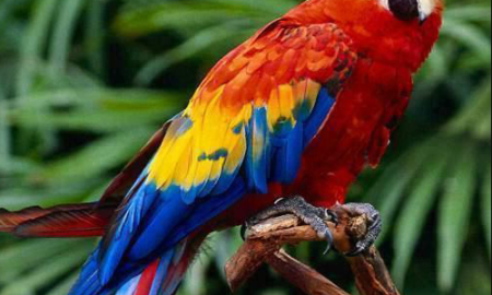 National Bird of Honduras