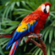 National Bird of Honduras