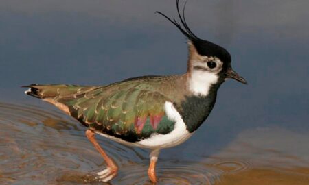 National Bird of Ireland