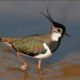 National Bird of Ireland