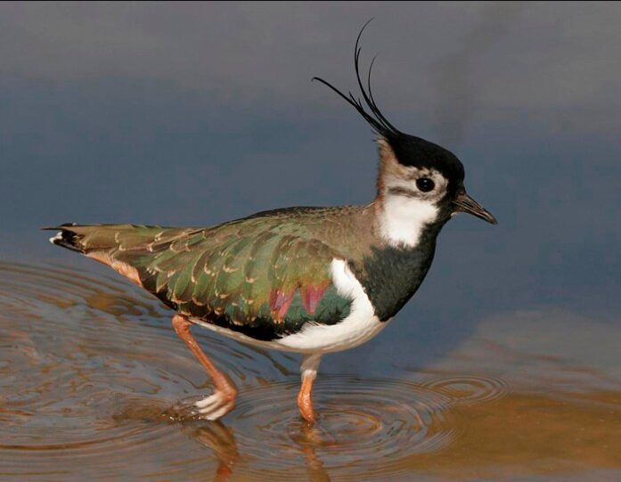 Lapwing: National Bird of Ireland | Interesting Facts About Lapwing