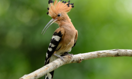 National Bird of Israel