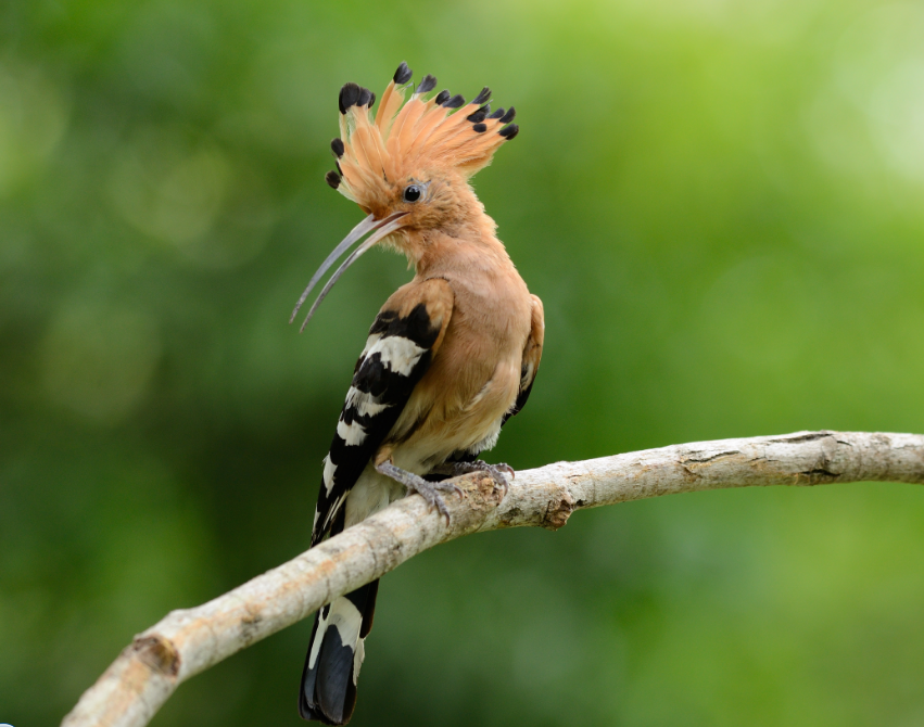 National Bird of Israel