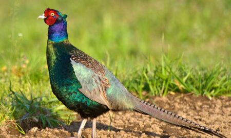 National Bird of Japan