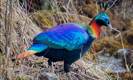 National Bird of Nepal