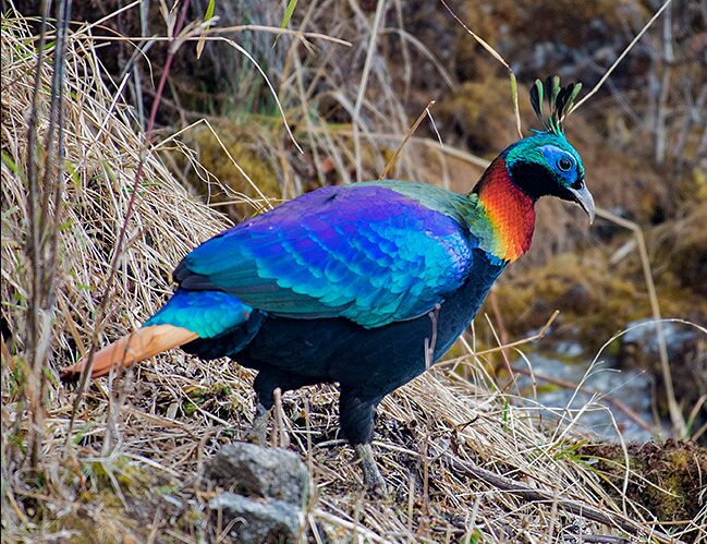 National Bird of Nepal