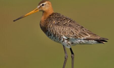National Bird of Netherlands