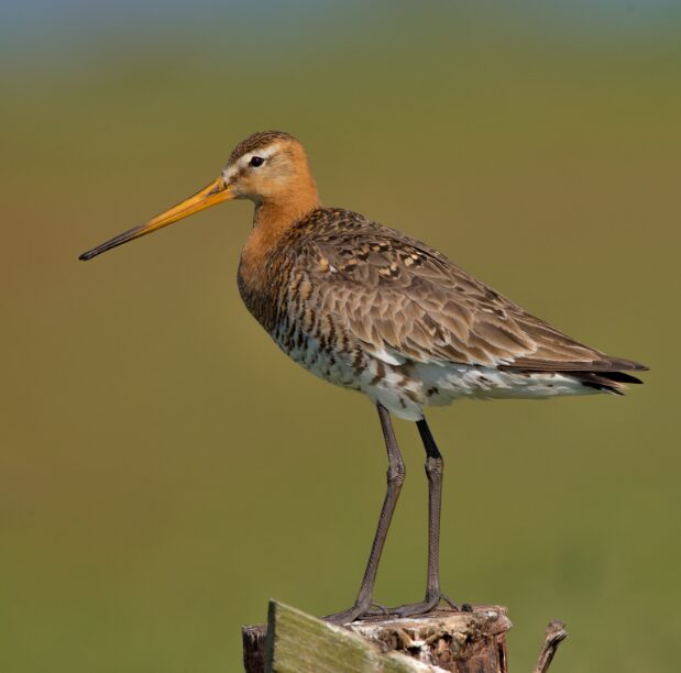 National Bird of Netherlands