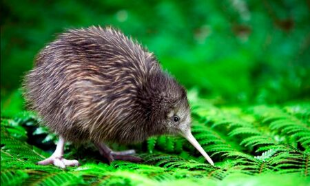 National Bird of New Zealand