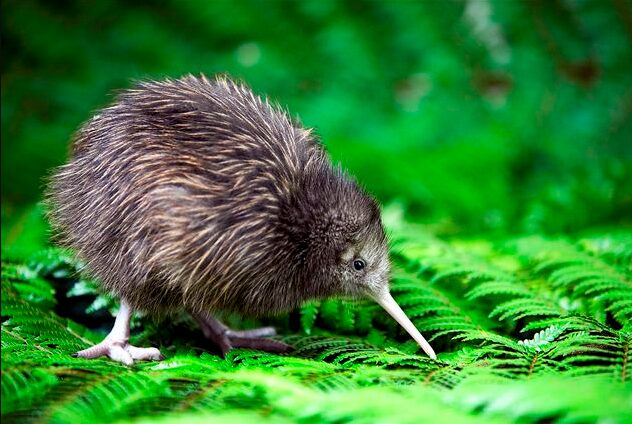 National Bird of New Zealand