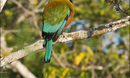 National Bird of Nicaragua