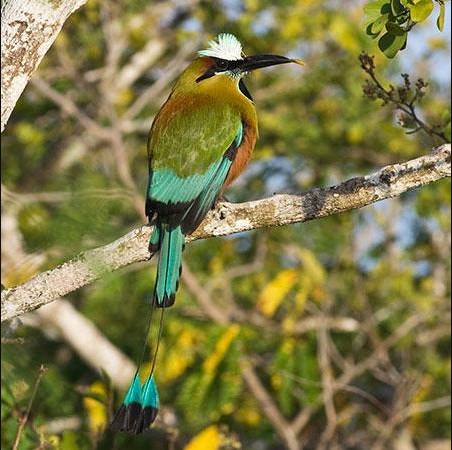 National Bird of Nicaragua