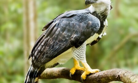 National Bird of Panama