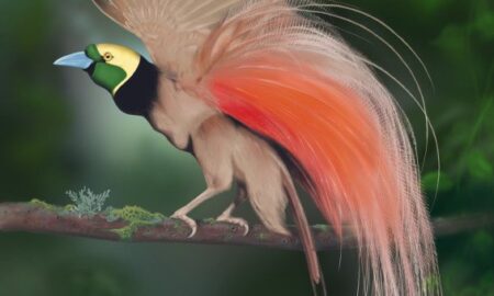 National Bird of Papua New Guinea