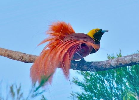 National Bird of Papua New Guinea Pics