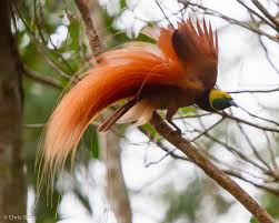 National Bird of Papua New Guinea Picture