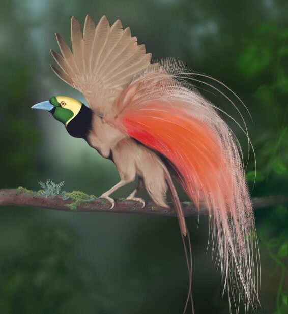 National Bird of Papua New Guinea
