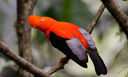 National Bird of Peru