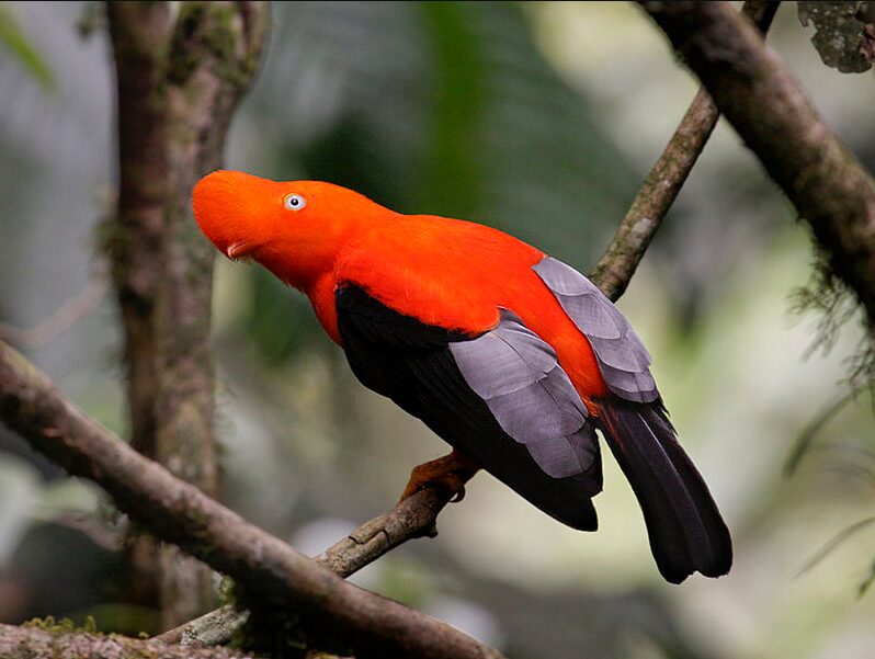 National Bird of Peru