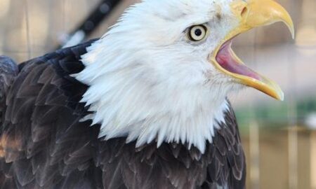 National Bird of Russia