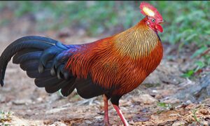 National Bird of Sri Lanka