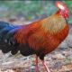 National Bird of Sri Lanka