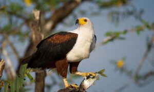 National bird of Zimbabwe