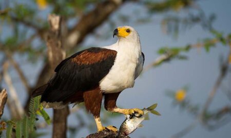 National bird of Zimbabwe