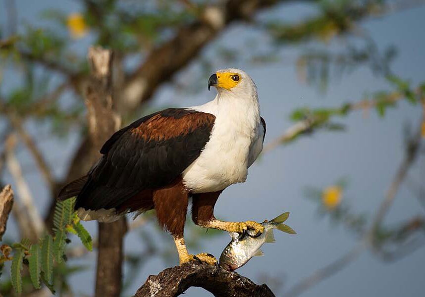 National bird of Zimbabwe