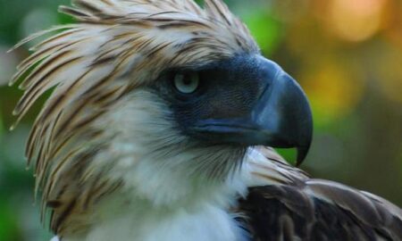 National Bird of philippine