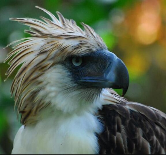 National Bird of philippine