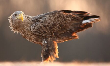 National bird of Poland