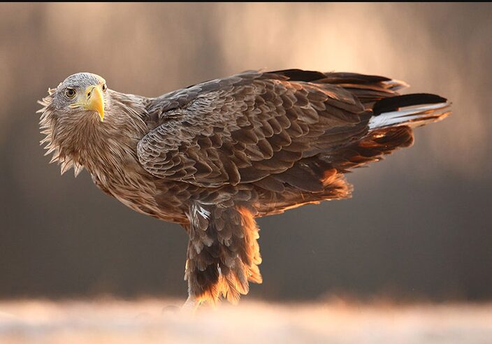 National bird of Poland