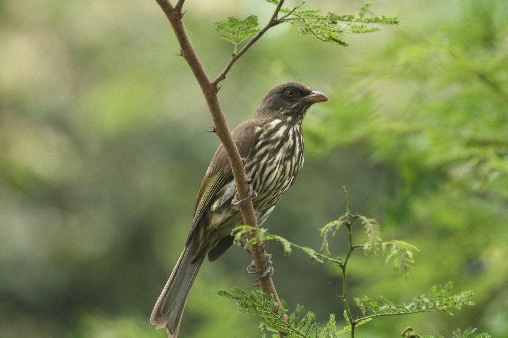 Palmchat Picture
