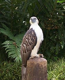 Philippine Eagle Pics